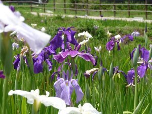 写真:菖蒲園