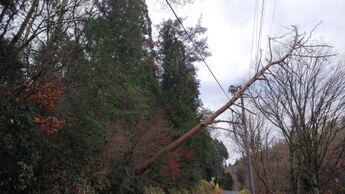 写真:電線にかかっている倒木