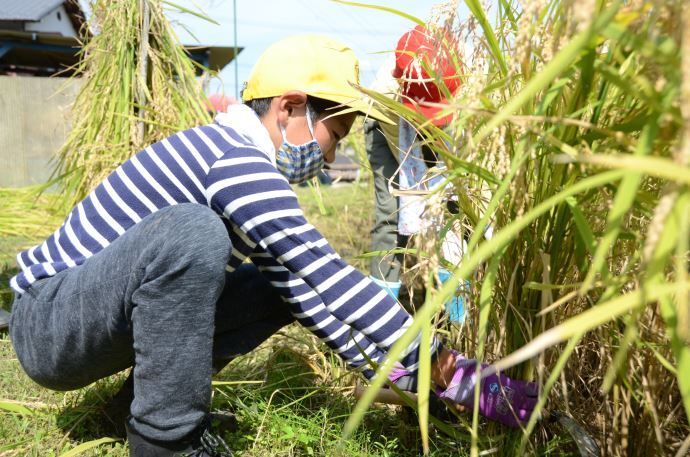 写真:駄知小学校 稲刈りの様子1