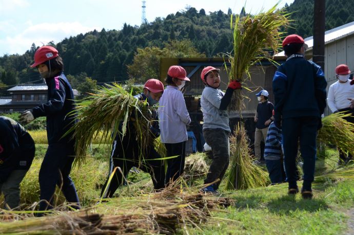 写真:駄知小学校 稲刈りの様子2