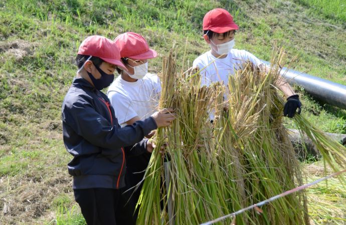 写真:駄知小学校 稲刈りの様子3