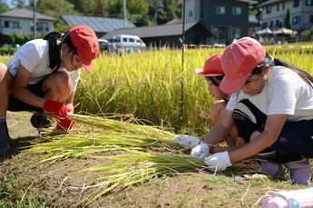 写真:稲刈り