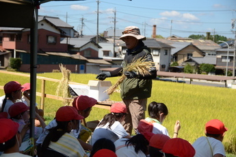 写真:稲刈り