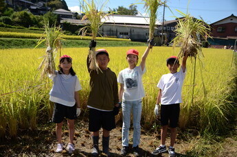 写真:稲刈り
