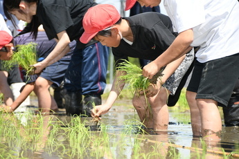 田植え体験
