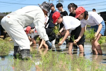田植え体験