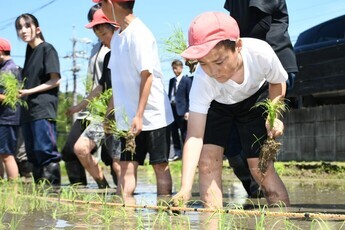田植え体験