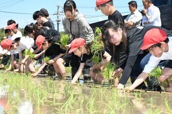 田植え体験