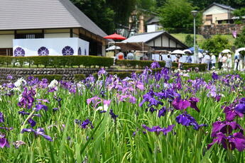 花菖蒲茶会